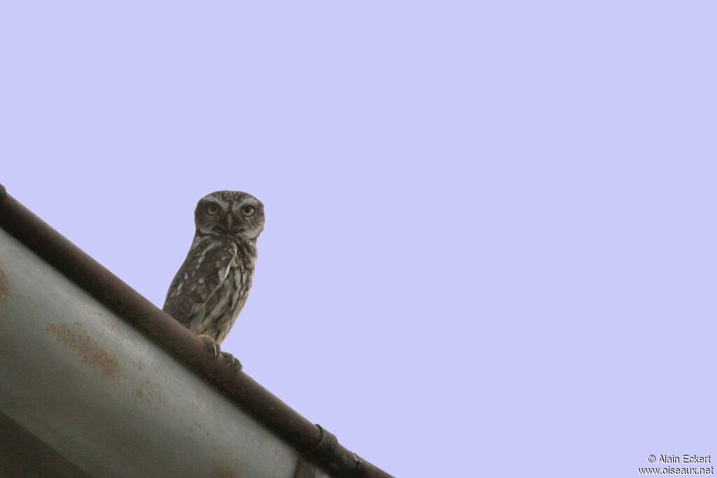 Little Owl