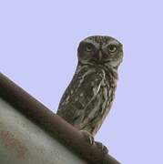 Little Owl