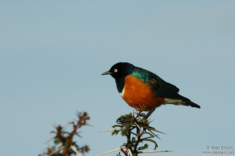 Superb Starling