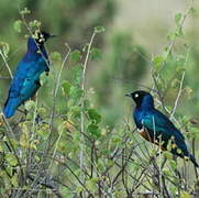 Superb Starling