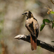 Spotted Palm Thrush