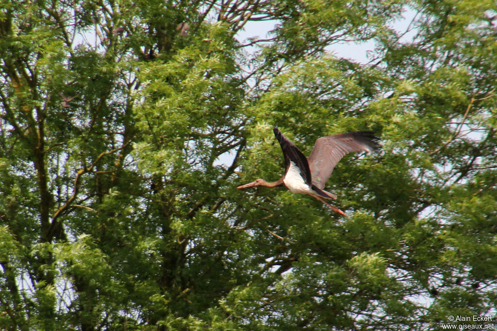Black Storkimmature, Flight
