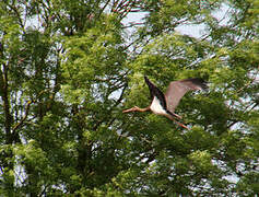 Cigogne noire