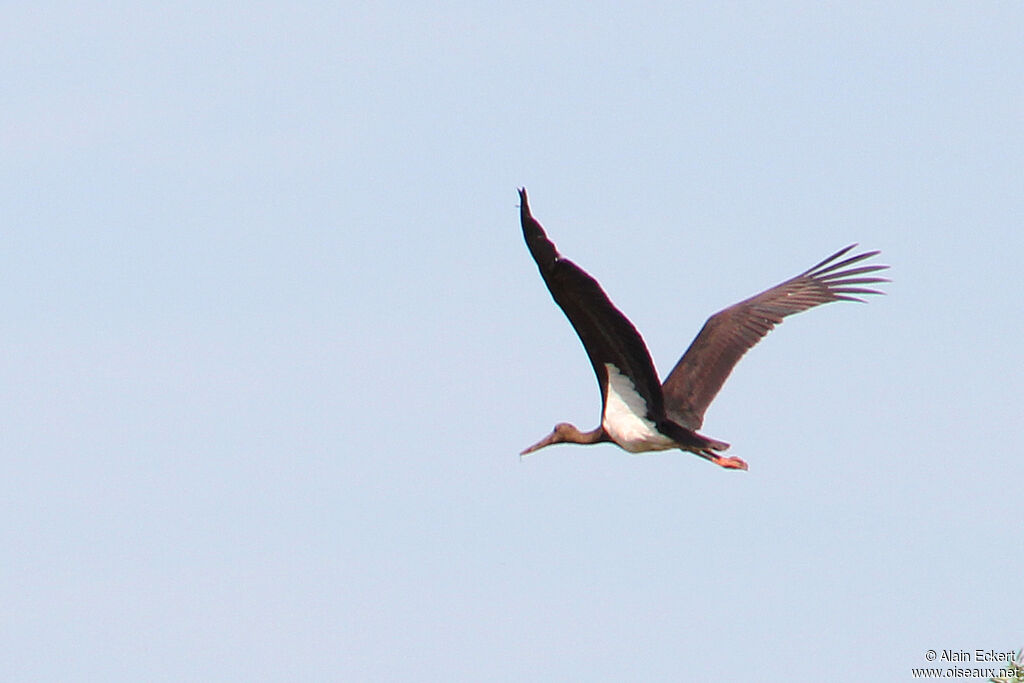 Cigogne noireimmature, Vol