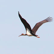 Black Stork