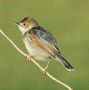 Winding Cisticola