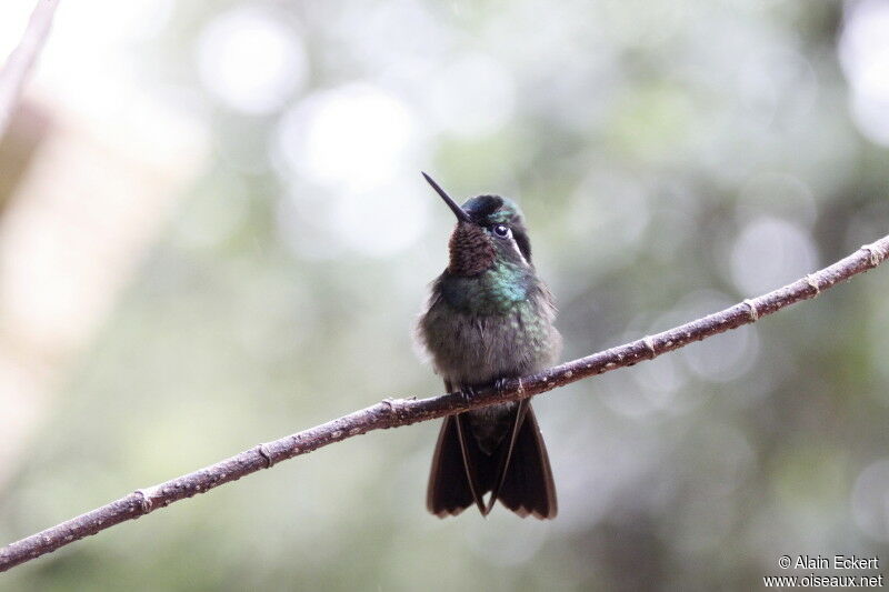 Purple-throated Mountaingem