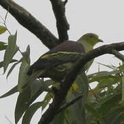 Sri Lanka Green Pigeon