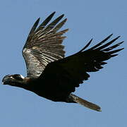 Thick-billed Raven