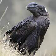 Thick-billed Raven