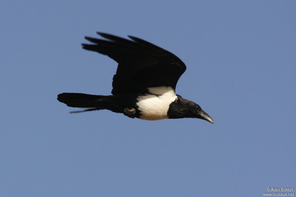 Pied Crow