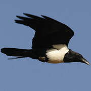 Pied Crow