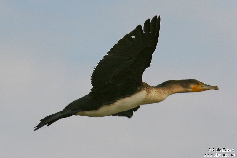 White-breasted Cormorant