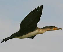 Cormoran à poitrine blanche