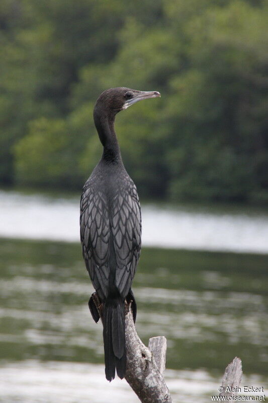 Little Cormorant