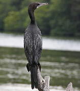 Little Cormorant