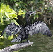 Little Cormorant