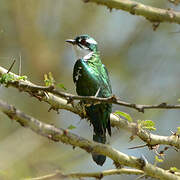 Diederik Cuckoo