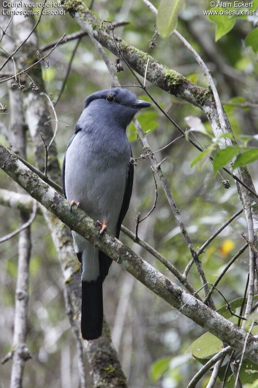 Cuckoo Roller, identification