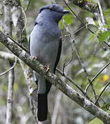 Cuckoo-roller