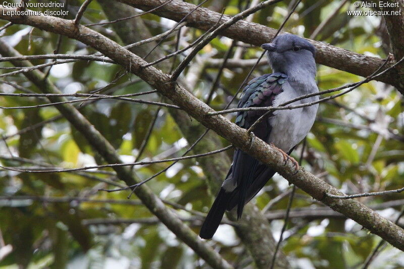 Cuckoo-roller, identification