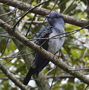 Cuckoo-roller