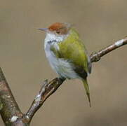 Common Tailorbird