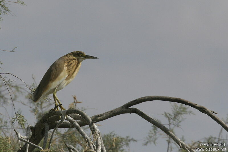 Crabier chevelu