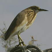 Squacco Heron