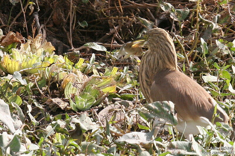 Squacco Heron