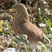 Squacco Heron