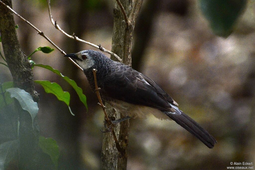 White-rumped Babbler