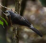 White-rumped Babbler