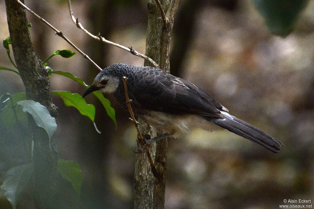 White-rumped Babbler