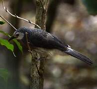 White-rumped Babbler