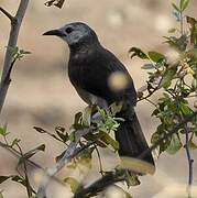 White-rumped Babbler