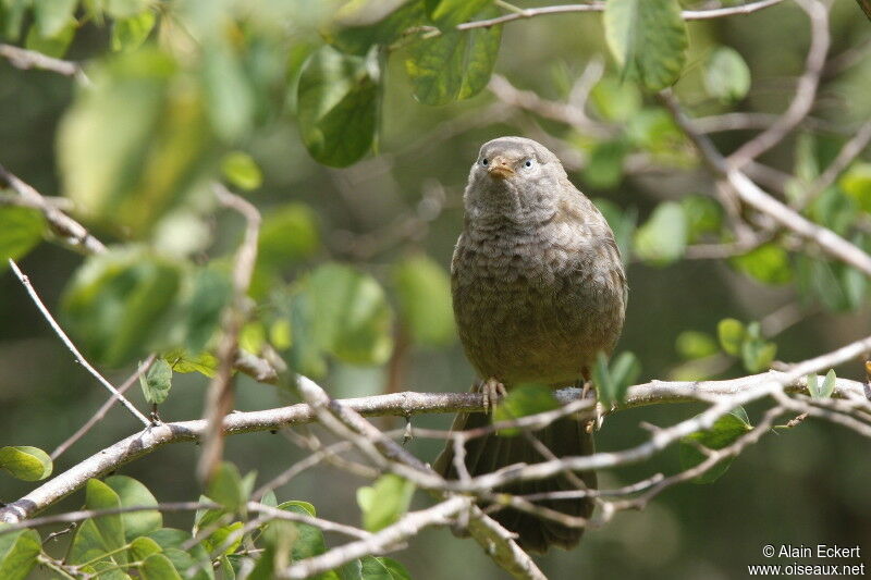 Yellow-billed Babbler