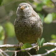 Yellow-billed Babbler