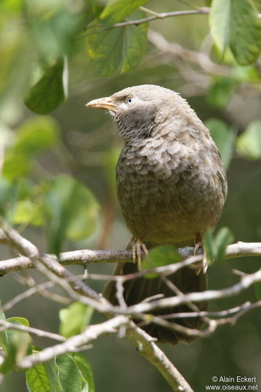 Yellow-billed Babbler