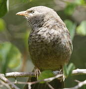 Yellow-billed Babbler