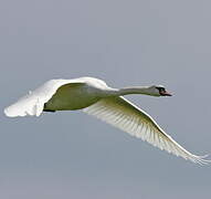 Mute Swan