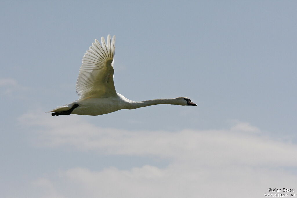 Mute Swan