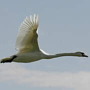 Mute Swan