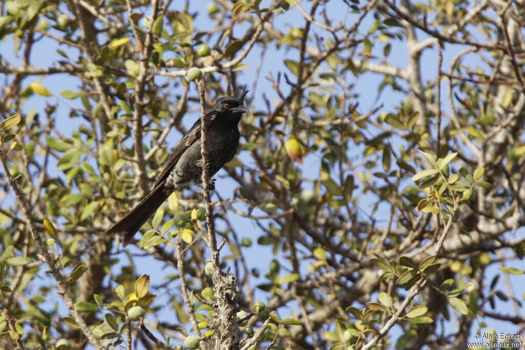 Crested Drongo