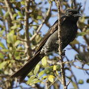 Crested Drongo