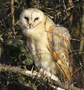 Western Barn Owl