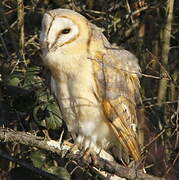 Western Barn Owl