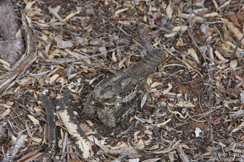 Madagascan Nightjar