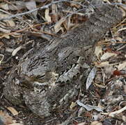 Madagascar Nightjar