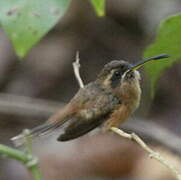 Stripe-throated Hermit